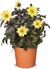 Aktuelle Blumen Angebote bei Netto Marken-Discount in Oberhausen Aktuelles Dahlien Angebot bei Netto Marken-Discount in Oberhausen ab 5,99 €