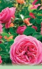Promo Rosier à 2,59 € dans le catalogue Norma à Plobsheim