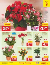 Aktueller Netto Marken-Discount Prospekt mit Blumen, "Aktuelle Angebote", Seite 7