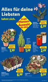 Aktueller Lidl Prospekt mit Pflanzen, "LIDL LOHNT SICH", Seite 49