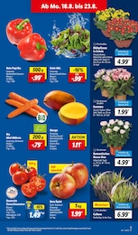 Lidl Tomaten im Prospekt 