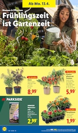 Lidl Paprika im Prospekt 