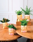 Promo Kalanchoe ou plantes vertes à 4,99 € dans le catalogue Super U à Ydes