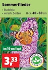 Sommerflieder Angebote bei Thomas Philipps Bremerhaven für 3,33 €