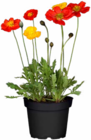Stauden Angebote bei Hagebaumarkt Wesel für 6,99 €