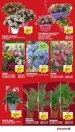 Aktueller toom Baumarkt Prospekt mit Hortensie, "Respekt, wer's selber macht.", Seite 3