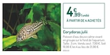 Corydoras julii en promo chez Botanic Corydoras julii dans le catalogue Botanic