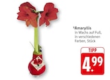 Amaryllis bei EDEKA im Prospekt "" für 4,99 €