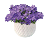 Polsterglockenblume „Campanula portenschlagiana“ bei Hagebaumarkt im Fürstenfeldbruck Prospekt für 2,99 €