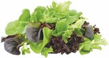 E center Süßen - Pflücksalat Angebot im Prospekt Pflücksalat bei E center im Süßen Prospekt für 1,11 €