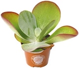 Netto mit dem Scottie - Kalanchoe Thyrsiflora Wüstenkohl Angebot im Prospekt Kalanchoe Thyrsiflora Wüstenkohl bei Netto mit dem Scottie im Prospekt "" für 2,99 €