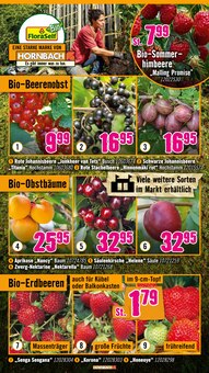 Erdbeeren im Hornbach Prospekt "Ran ans PROJEKT. Es ist schon Pflanzzeit." mit 36 Seiten (Bochum)
