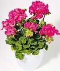 Aktuelles Geranie Angebot bei BayWa Bau- und Gartenmärkte in Würzburg ab 2,99 €