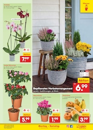Blumen Angebot & Preis im aktuellen Netto Marken-Discount Prospekt Blumen Angebot im aktuellen Netto Marken-Discount Prospekt auf Seite 19