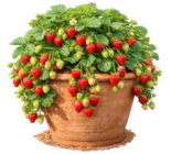 Erdbeerpflanzen Angebote bei OBI Fürth für 1,99 €