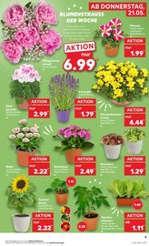 Zimmerpflanzen im Kaufland Prospekt in Oberhausen Aktueller Kaufland Prospekt mit Zimmerpflanzen, "Hier bin ich richtig", Seite 5