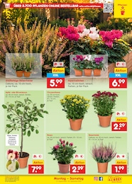 Apfelbaum Angebot & Preis im aktuellen Netto Marken-Discount Prospekt Apfelbaum Angebot im aktuellen Netto Marken-Discount Prospekt auf Seite 15