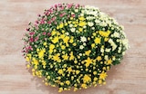 Super U Antibes - Promo Chrysantheme tricolore Promo Chrysantheme tricolore à 10,49 € dans le catalogue Super U à Antibes