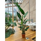 L'oiseau du paradis blanc en promo chez Carrefour Le Blanc-Mesnil à 49,99 €