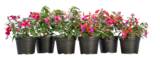 Fuchsie für 2,49 € bei Blume 2000 im Angebot Fuchsie im aktuellen Blume 2000 Prospekt