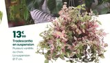 Tradescantia en suspension à 13,99 € dans le catalogue Truffaut