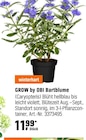 OBI Heidelberg - Bartblume Angebot im Prospekt Bartblume bei OBI im Heidelberg Prospekt für 11,99 €
