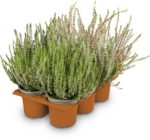 Besenheide Calluna im Angebot bei Netto Marken-Discount in Straubing Besenheide Calluna Angebote bei Netto Marken-Discount Straubing für 1,99 €