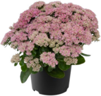 Hagebaumarkt Wackersberg Prospekt mit  im Angebot für 2,99 €
