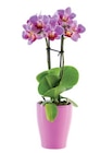 Mini orchidée - Lidl à Vitry-sur-Seine Mini orchidée en promo chez Lidl Vitry-sur-Seine à 4,79 €