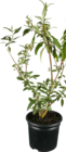 Sommerflieder (Buddleja davidii) von GROW by OBI für 9,99 € bei OBI im Angebot Sommerflieder (Buddleja davidii) von GROW by OBI im aktuellen OBI Prospekt