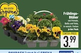 Frühlings-Blüher im EDEKA Prospekt Frühlings-Blüher von im aktuellen EDEKA Prospekt für 3,99 €
