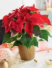 Poinsettia pot 12 cm en promo chez Intermarché Colmar à 3,99 €