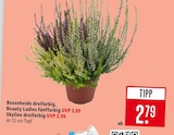 Aktuelles Besenheide dreifarbig Angebot bei Marktkauf in Offenbach (Main) ab 2,79 €