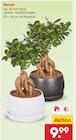 Bonsai Angebote bei Netto Marken-Discount Regensburg für 9,99 €