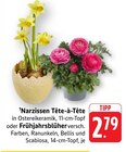 Aktuelle Pflanzen Angebote bei EDEKA in Wiesbaden Aktuelles Narzissen Tête-à-Tête Angebot bei EDEKA in Wiesbaden ab 2,79 €