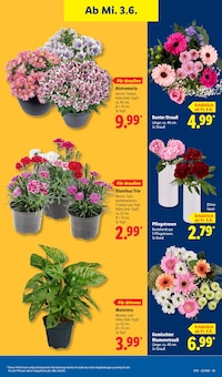 Blumen im aktuellen Lidl Prospekt (Mannheim) Blumen im Lidl Prospekt "LIDL LOHNT SICH" mit 71 Seiten (Mannheim)