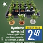 Hyazinthe gewachst von  im aktuellen EDEKA Prospekt für 2,49 €