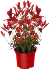 Glanzmispel „Devils Dream“ im Angebot bei OBI in Erfurt Glanzmispel „Devils Dream“ Angebote von GROW by OBI bei OBI Erfurt für 21,99 €