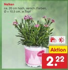 Nelken im Angebot bei Netto Marken-Discount in Solingen Nelken Angebote bei Netto Marken-Discount Solingen für 2,22 €