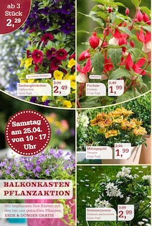 Pflanzen im Garten-Center Nordharz GmbH & Co. KG Prospekt "Wo Farben wachsen und Freude blüht!" mit 16 Seiten (Hannover)