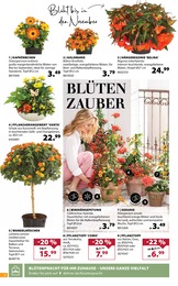 Blumenampel Angebot im aktuellen Dehner Garten-Center Prospekt auf Seite 2