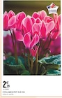 CYCLAMEN POT 10.5 CM à Intermarché dans Damprichard