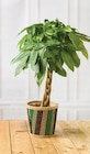 Plantes vertes en promo chez Super U Mulhouse à 14,99 €