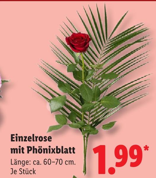Einzelrose mit Phönixblatt