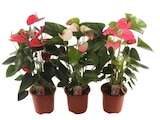 Anthurium en promo chez Carrefour Anthurium dans le catalogue Carrefour