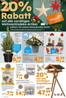 Pflanzen Angebot im Globus-Baumarkt Prospekt, gültig von 10.12.2023 bis 16.12.2023 Pflanzen Angebot im aktuellen Globus-Baumarkt Prospekt auf Seite 2