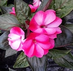 Promo Impatiens Nouvelle Guinée à 2,59 € dans le catalogue Point Vert à Seysses