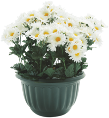 POT CHRYSANTHÈMES + POMPONETTES - Gifi à Sevran POT CHRYSANTHÈMES + POMPONETTES en promo chez Gifi Sevran à 19,74 €