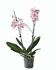 Orchidée 2 tiges en promo à 7,99 € chez Lidl Orchidée 2 tiges dans le catalogue Lidl