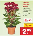 Celosia Hahnenkamm im Angebot bei Netto Marken-Discount in Singen Celosia Hahnenkamm Angebote bei Netto Marken-Discount Singen für 2,99 €